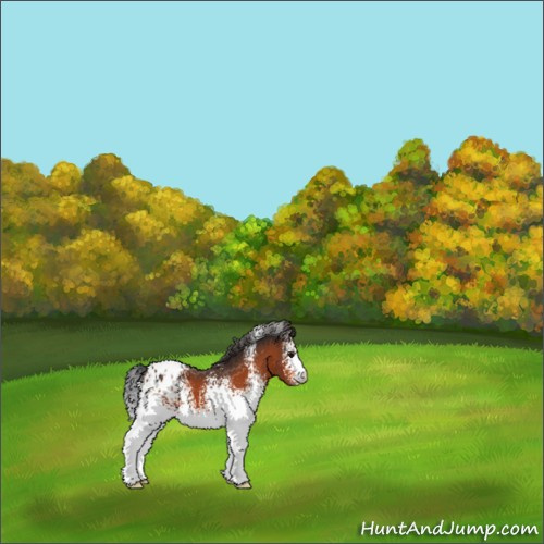 Horse Color:White Spotted Bay Appaloosa 
