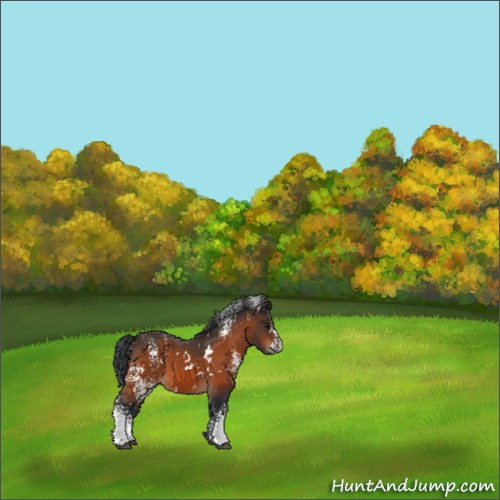 Horse Color:White Spotted Bay 