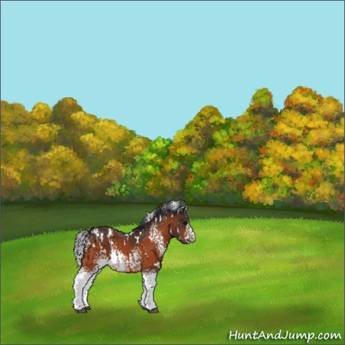 Horse Color:White Spotted Bay Appaloosa 