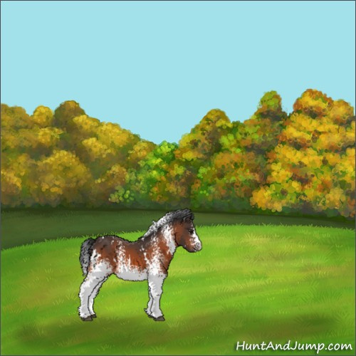 Horse Color:White Spotted Bay 