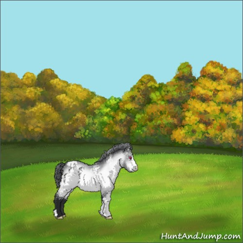 Horse Color:White Spotted Bay Chinchilla Appaloosa 