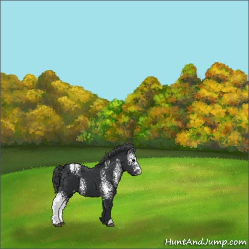 Horse Color:White Spotted Black Appaloosa 