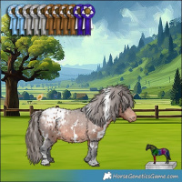 Horse Color:White Spotted Brown Appaloosa 