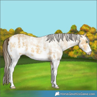 Horse Color:Amber Cream Champagne Sabino 