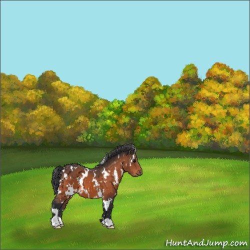 Horse Color:White Spotted Bay 