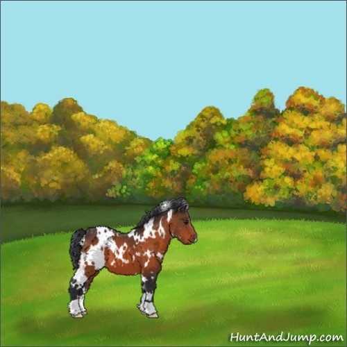Horse Color:White Spotted Brown 