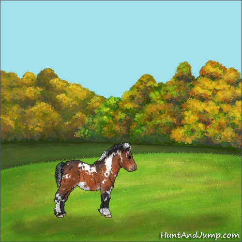 Horse Color:White Spotted Bay 