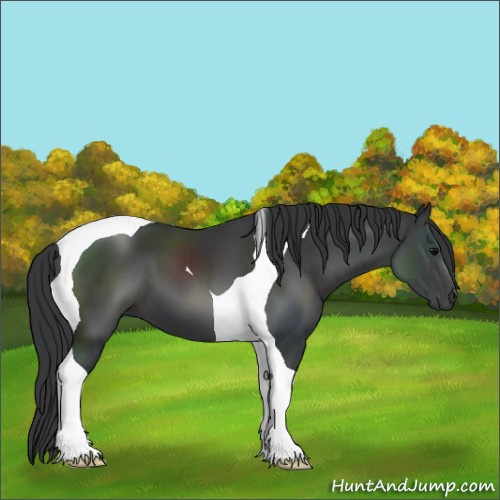 Horse Color:Black Tobiano 