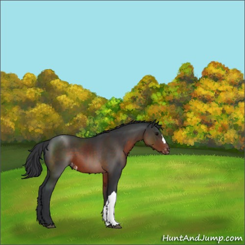 Horse Color:Brown Appaloosa 