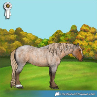 Horse Color:Chocolate Palomino Roan 