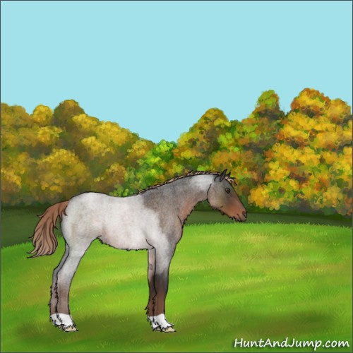 Horse Color:Liver Red Roan 