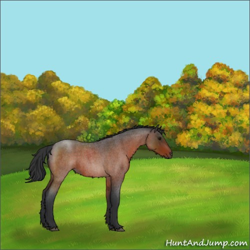 Horse Color:Bay Roan 