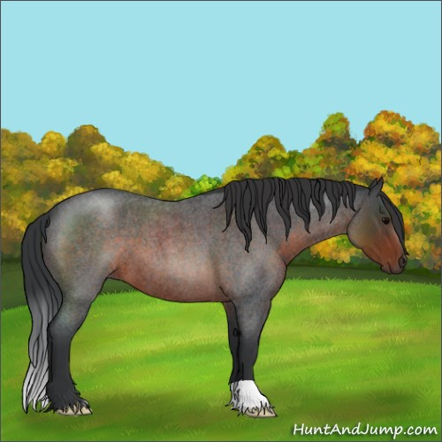 Horse Color:Brown Roan 