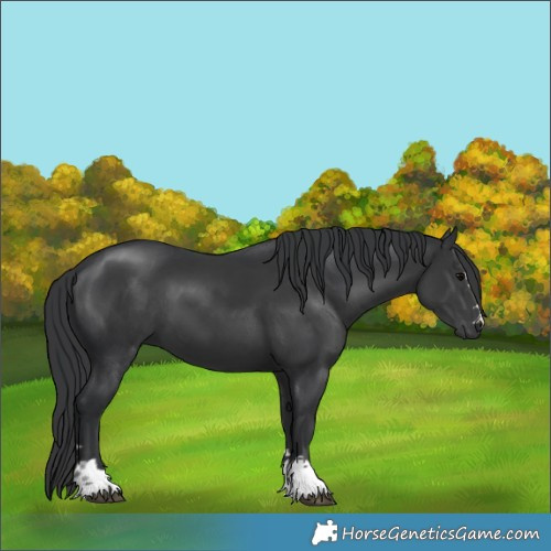 Horse Color:Black 