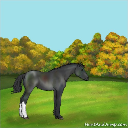 Horse Color:Black 