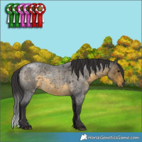 Horse Color:Buckskin Roan 