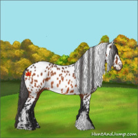 Horse Color:Bay Appaloosa 