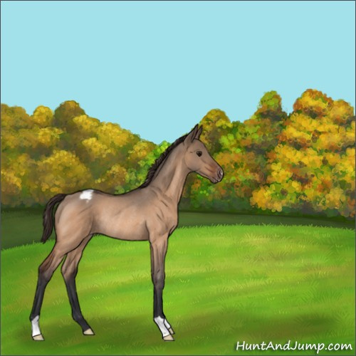Horse Color:Bay Roan Dun Appaloosa Rabicano 