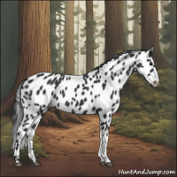 Horse Color:Black Appaloosa