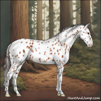 Horse Color:Buckskin Appaloosa 