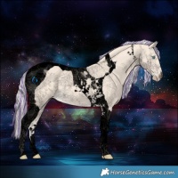 Horse Color:Void Painted Cremello Tobiano