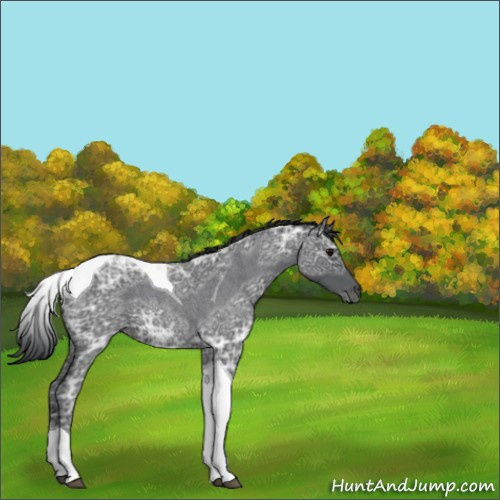 Horse Color:Blue Ice Roan Tobiano