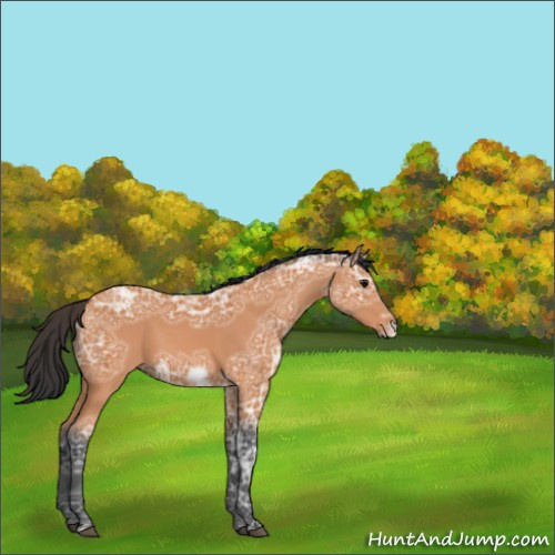 Horse Color:Bay Ice Frame 