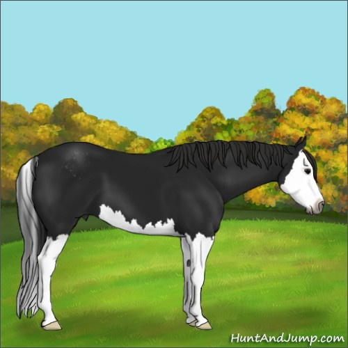 Horse Color:Gray Black Sabino Splash 