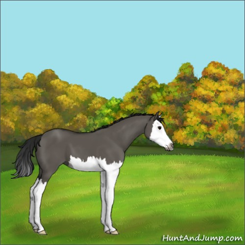 Horse Color:Gray Grullo Splash 