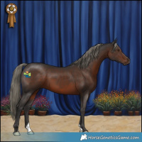 Horse Color:Liver Chestnut Mushroom 