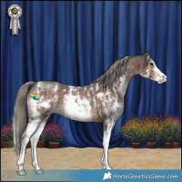 Horse Color:Liver Chestnut Mushroom Sabino 