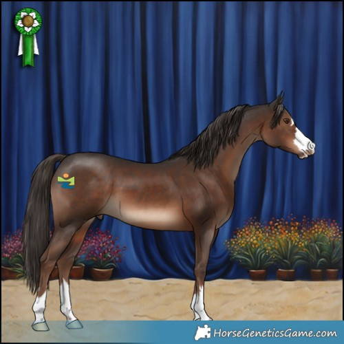 Horse Color:Liver Chestnut 