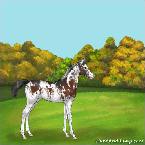 Horse Color:White Spotted Bay 