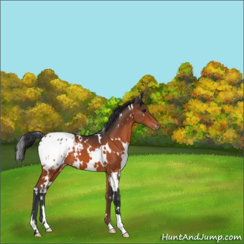 Horse Color:White Spotted Brown Appaloosa 