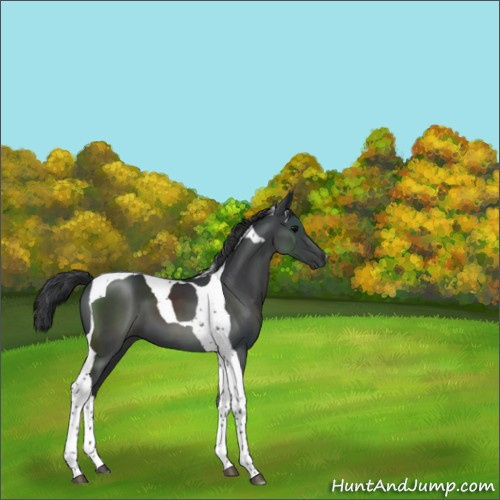 Horse Color:Black Tobiano 