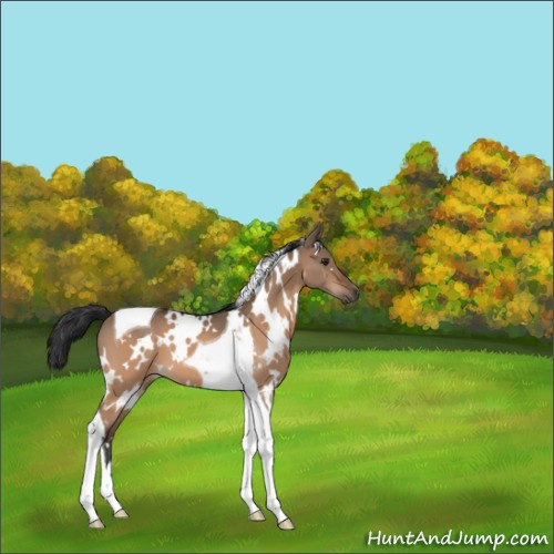 Horse Color:White Spotted Brown Dun Tobiano 