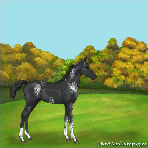 Horse Color:White Spotted Black Tobiano Rabicano 