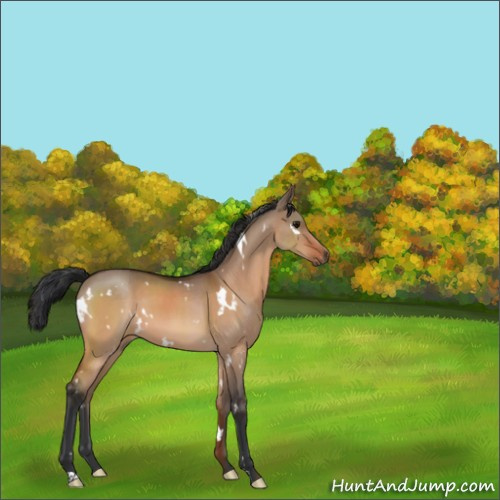 Horse Color:White Spotted Bay Dun 