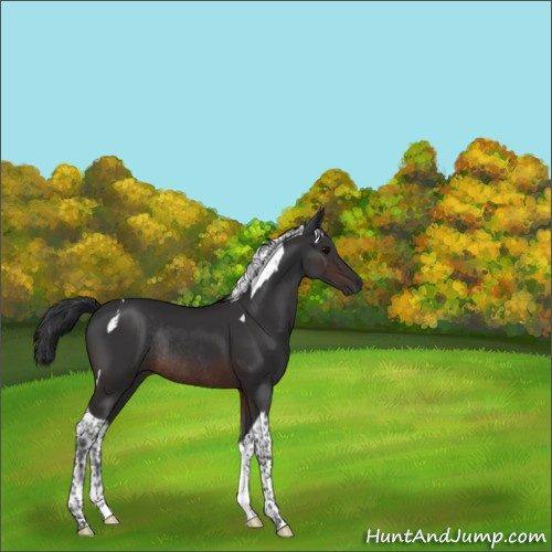 Horse Color:Brown Tobiano Rabicano 