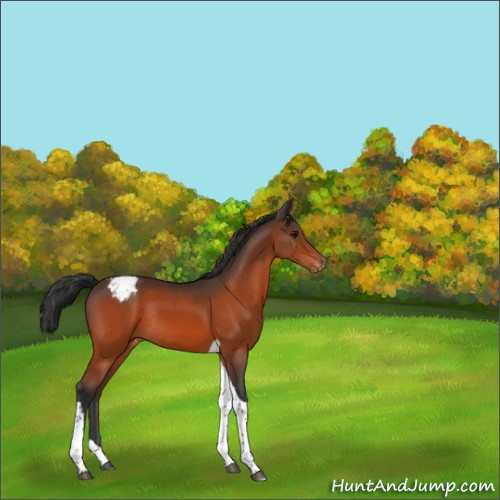 Horse Color:Bay Tobiano Appaloosa Rabicano 
