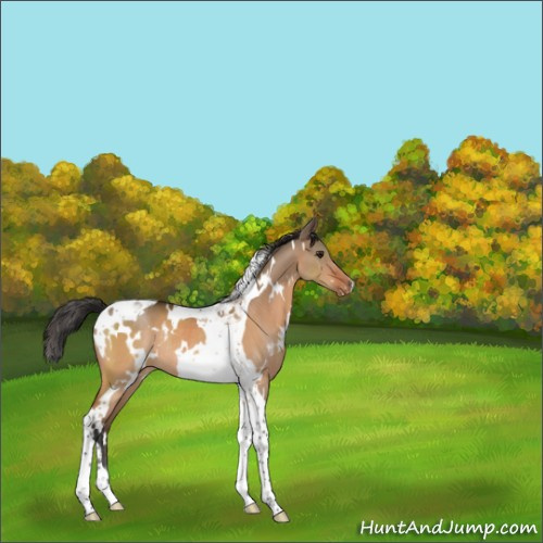 Horse Color:White Spotted Brown Dun Tobiano Appaloosa Rabicano 