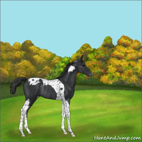 Horse Color:Black Tobiano Appaloosa Rabicano 
