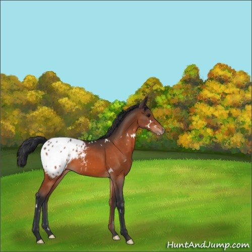 Horse Color:White Spotted Brown Appaloosa Rabicano 