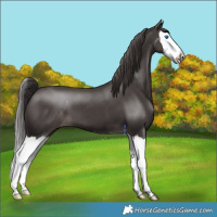 Horse Color:Platinum Liver Chestnut Splash 