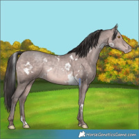 Horse Color:Platinum White Spotted Sable Champagne Rabicano 