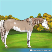 Horse Color:Liver Red Dun Splash 