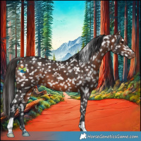 Horse Color:Brown Appaloosa 