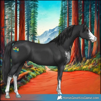 Horse Color:Black Sabino 