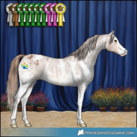 Horse Color:Chestnut Sabino Appaloosa 