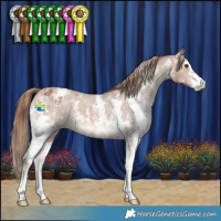 Horse Color:Chestnut Sabino Appaloosa